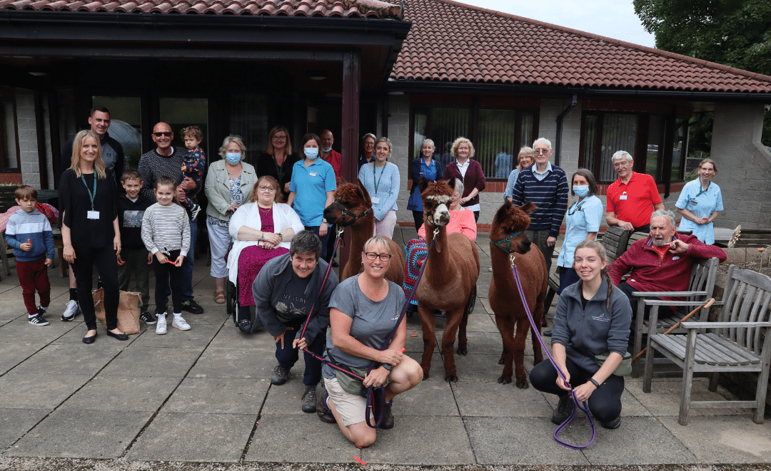 Calderbrook Alpacas return to bring joy to patients at Springhill Hospice.