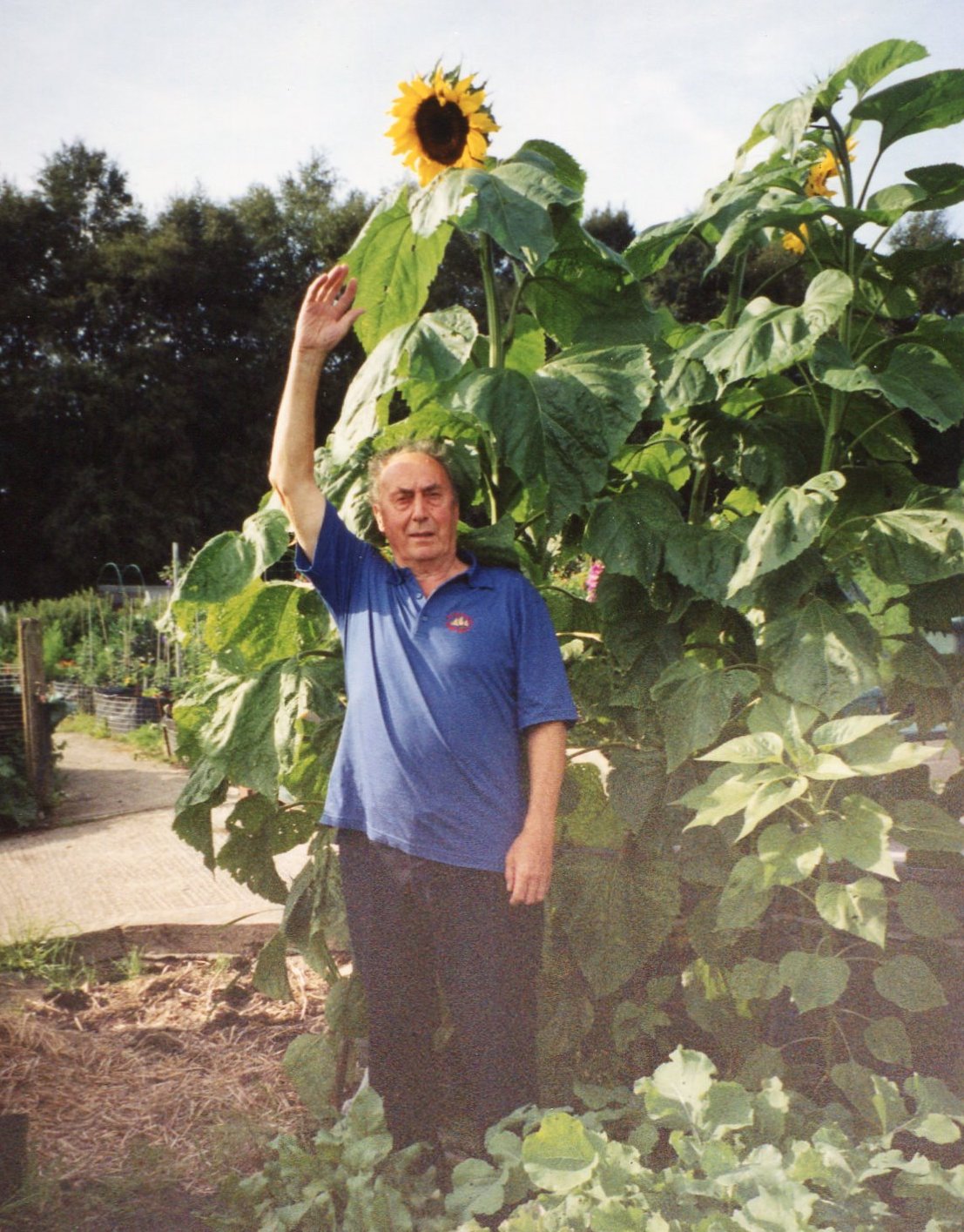 0041 Dad with tall sunflowers